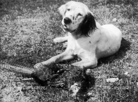 TCI-S-000461-AR10 - Pheasant hunting: Setter with pheasant - Date of photography: 1950 ca. - Touring Club Italiano/Alinari Archives Management