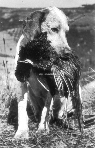 TCI-S-002411-AR10 - Pheasant hunting: Dog bringing back the prey - Date of photography: 1950 ca. - Touring Club Italiano/Alinari Archives Management