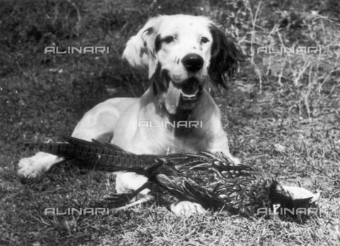 TCI-S-002414-AR10 - Hunting: Setter with pheasant - Date of photography: 1950 ca. - Touring Club Italiano/Alinari Archives Management