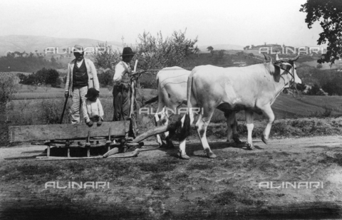 TCN-F-001969-0000 - Oxen to the sledge, Romazzano, Todi - Date of photography: 1920-1930 - Touring Club Italiano/Alinari Archives Management