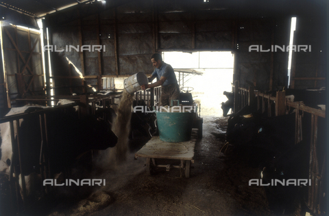 TEA-S-330101-A021 - Agricultural cooperative: inside of a barn - Date of photography: 1990-2000 - Alinari Archives, Florence