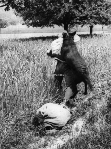 ULL-S-000108-3817 - Un cane poliziotto blocca un contrabbandiere sul confine svizzero-tedesco - Data dello scatto: 1932 - Felix H. Man / Ullstein Bild / Archivi Alinari
