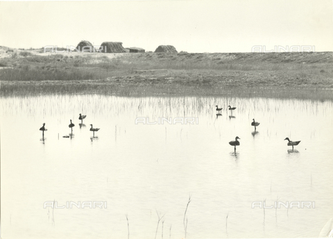 VAA-F-000057-0000 - 'The calls', lake landscape - Date of photography: 1955 ca. - Alinari Archives, Florence