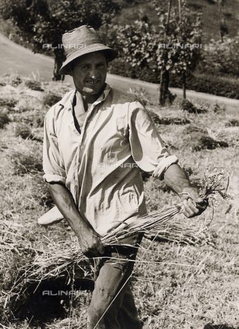 VAA-F-002319-0000 - Grain harvest - Date of photography: 1955 ca. - Alinari Archives, Florence