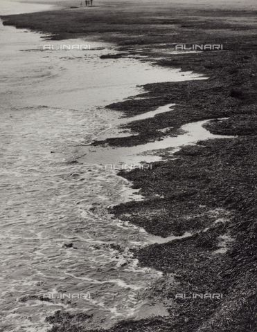 VAA-F-004994-0000 - "Debris": seaweed on the beach - Date of photography: 1950-1955 - Alinari Archives, Florence