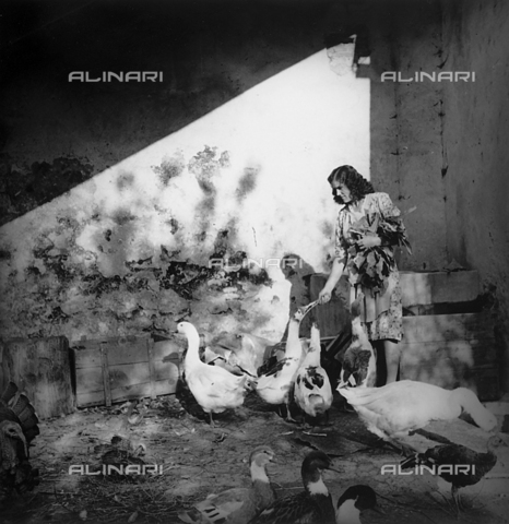 WMA-F-006840-0000 - "Turkeys' mealtime". Young farming girl attending to the geese and ducks in a poultry farm in Idria, Slovenia - Date of photography: 1942 - Alinari Archives, Florence